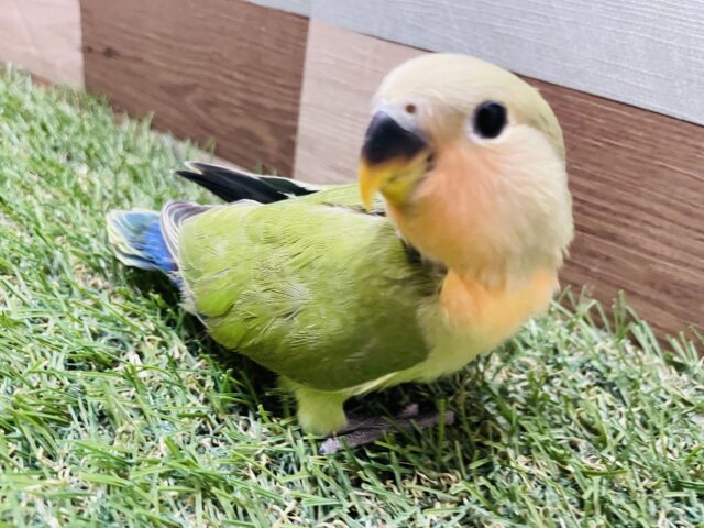 コザクラインコ（小桜インコ）