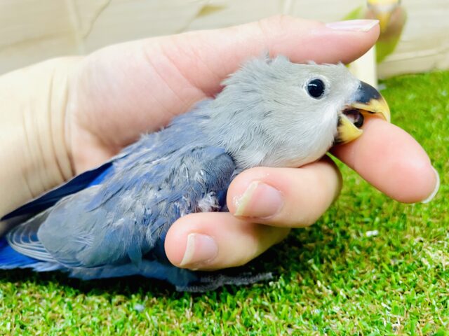 コザクラインコ（小桜インコ）