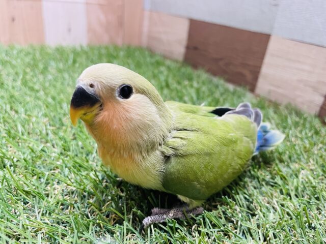 コザクラインコ（小桜インコ）