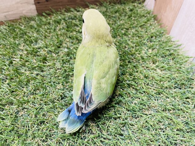 コザクラインコ（小桜インコ）
