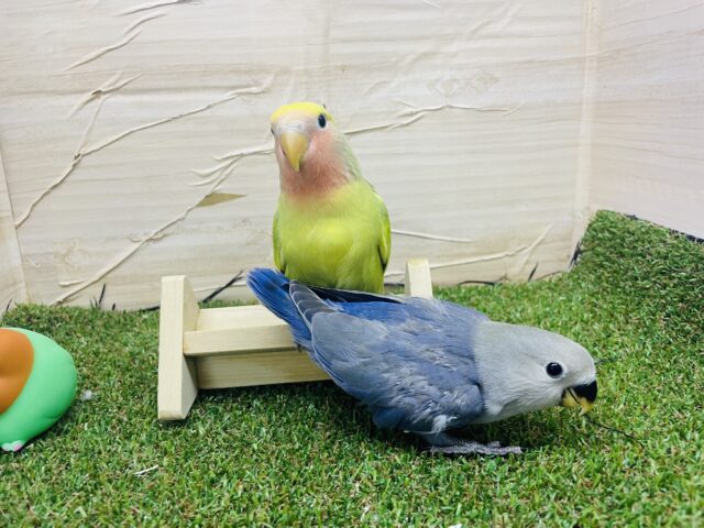 コザクラインコ（小桜インコ）