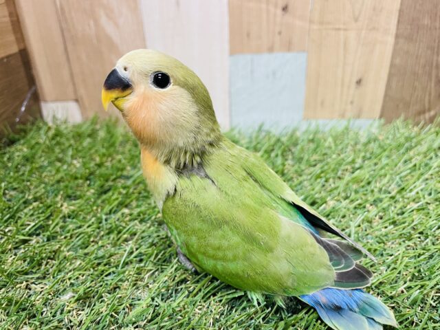 コザクラインコ（小桜インコ）