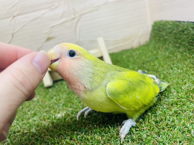 コザクラインコ（小桜インコ）