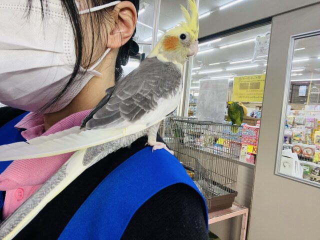 オカメインコ
