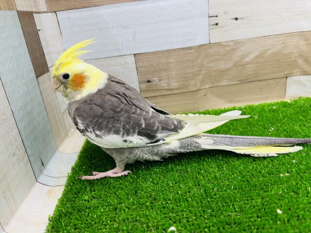 オカメインコ