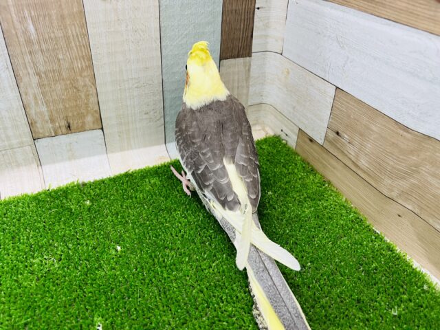 隠れ甘えん坊❤大きなオカメインコ(パイド)❤ オカメインコ