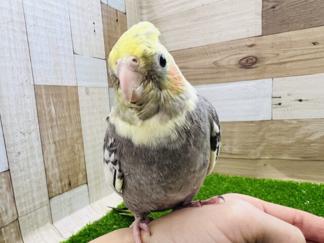 オカメインコ