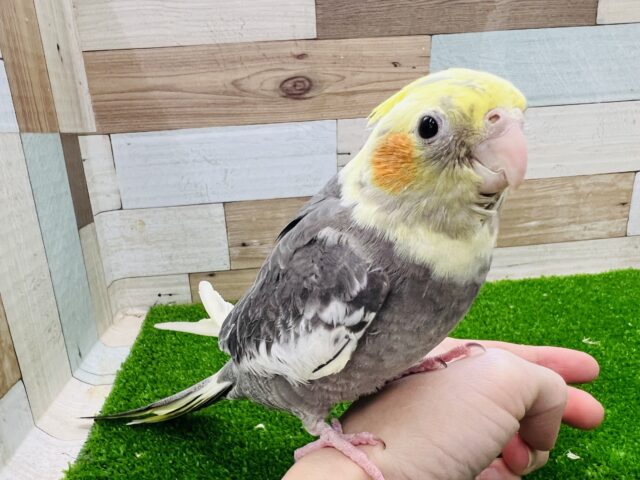オカメインコ