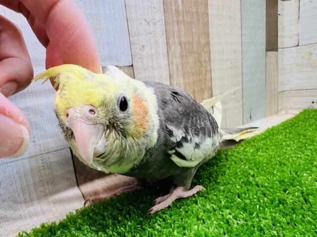 隠れ甘えん坊❤大きなオカメインコ(パイド)❤ オカメインコ