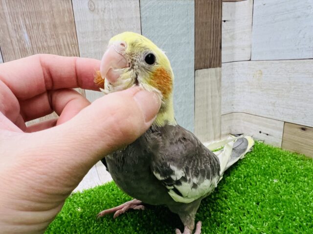 オカメインコ