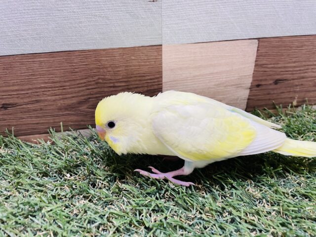 セキセイインコ