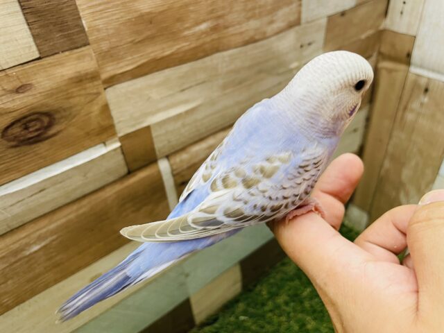 最新画像あります☆シナモンカラーの模様が素敵✨淡くて優しい雰囲気のセキセイインコ(オパーリン) セキセイインコ