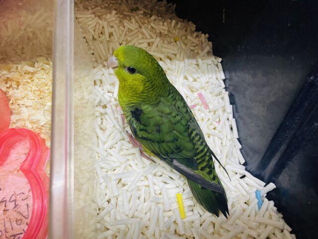 サザナミインコ