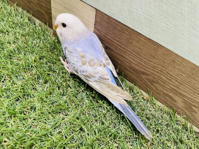 最新画像あります☆シナモンカラーの模様が素敵✨淡くて優しい雰囲気のセキセイインコ(オパーリン) セキセイインコ