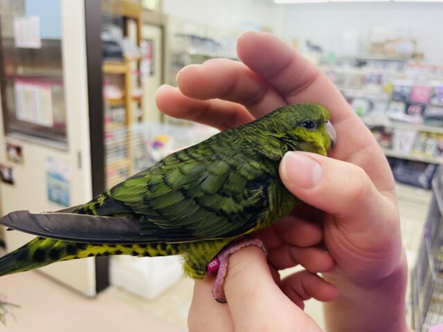 サザナミインコ