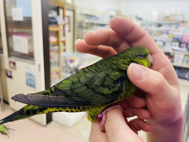 サザナミインコ