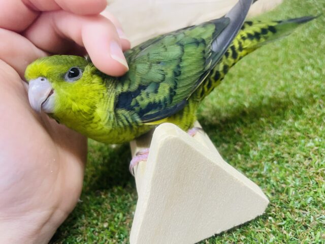 サザナミインコ