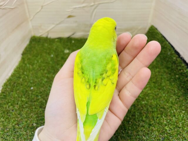 セキセイインコ