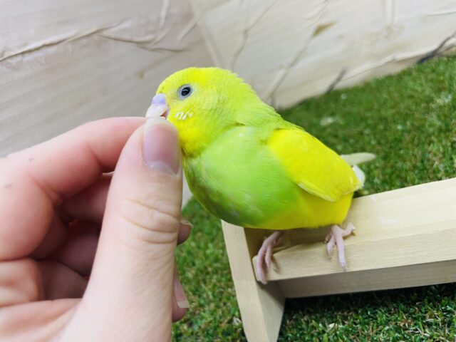 セキセイインコ