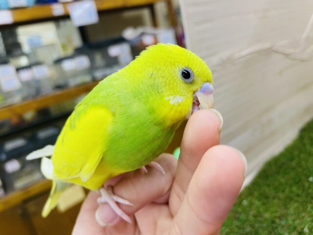 セキセイインコ