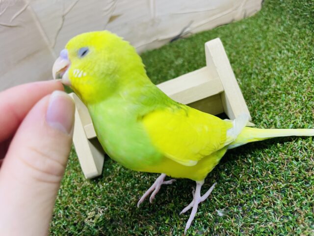 セキセイインコ