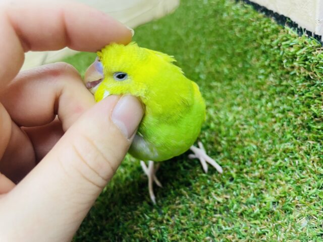 セキセイインコ