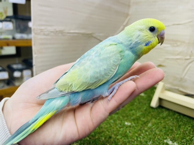 セキセイインコ