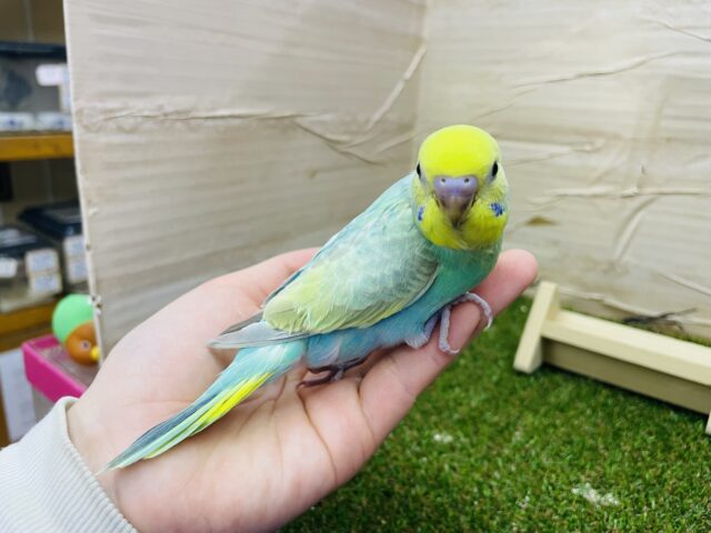 セキセイインコ