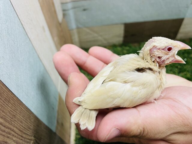 シナモン文鳥