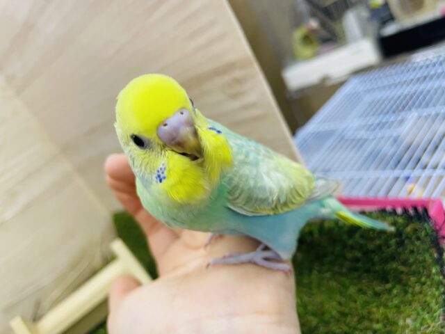 セキセイインコ