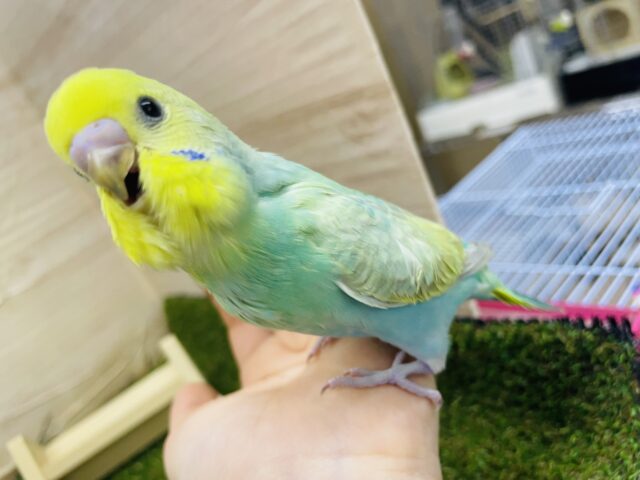 セキセイインコ