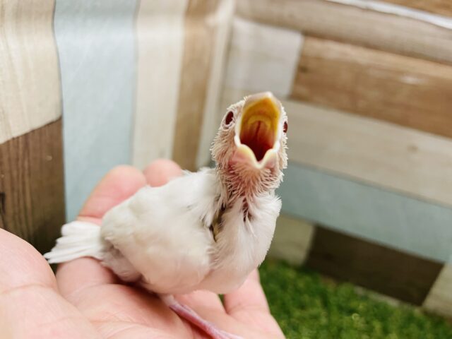 シルバーイノ文鳥