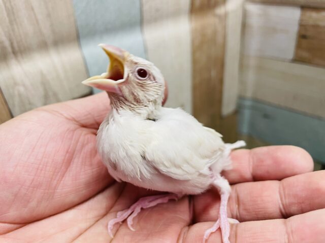 シルバーイノ文鳥