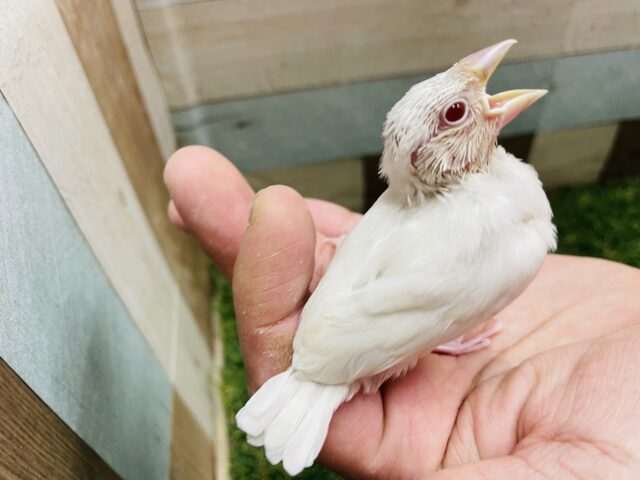 シルバーイノ文鳥