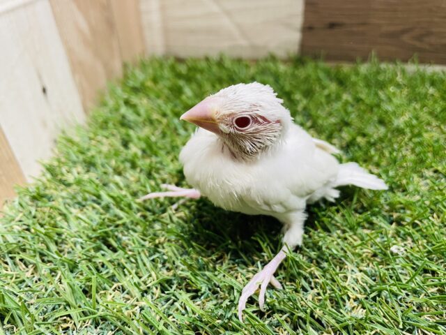 シルバーイノ文鳥