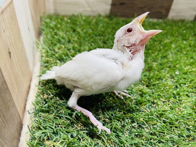 シルバーイノ文鳥