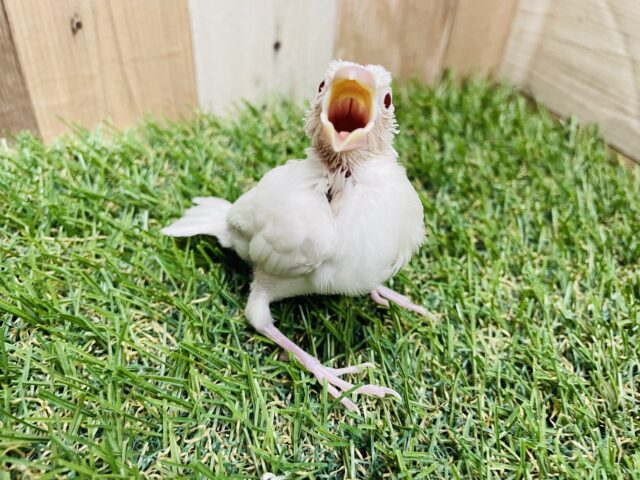 シルバーイノ文鳥