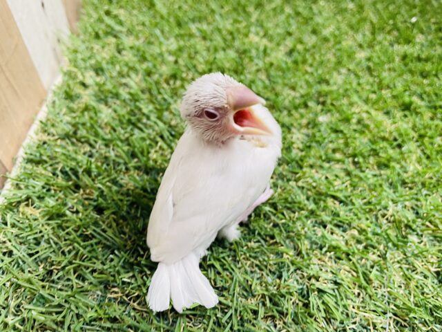 シルバーイノ文鳥