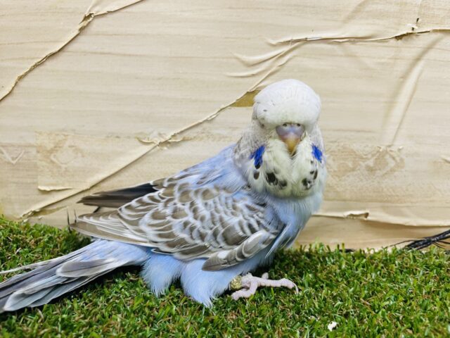 ジャンボセキセイインコ