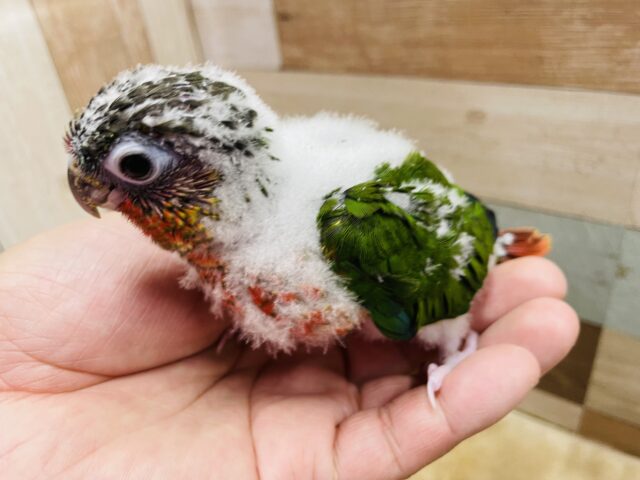 ワキコガネウロコインコ