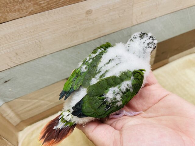 最新画像・動画あります♪ヒナ餌卒業🎓わたわたなボディーがたまらなく可愛い💕ワキコガネウロコインコのレッド!! ワキコガネウロコインコ