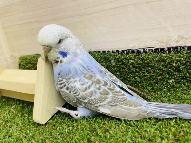 ジャンボセキセイインコ