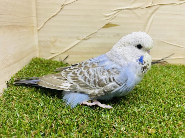 ジャンボセキセイインコ