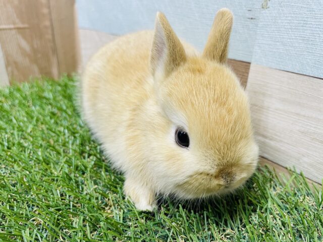 ネザーランドドワーフ