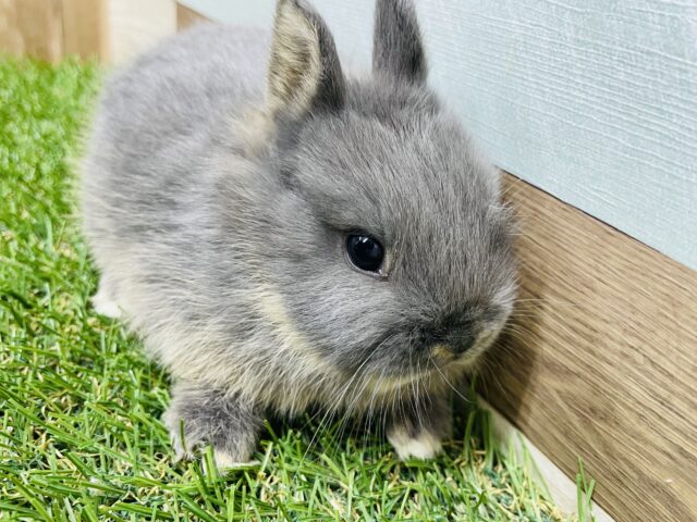 ネザーランドドワーフ