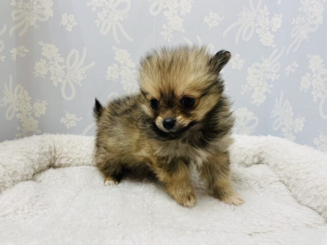 ポメチー（ポメチワ）