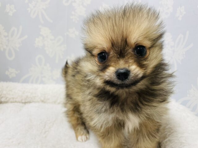 ポメチー（ポメチワ）