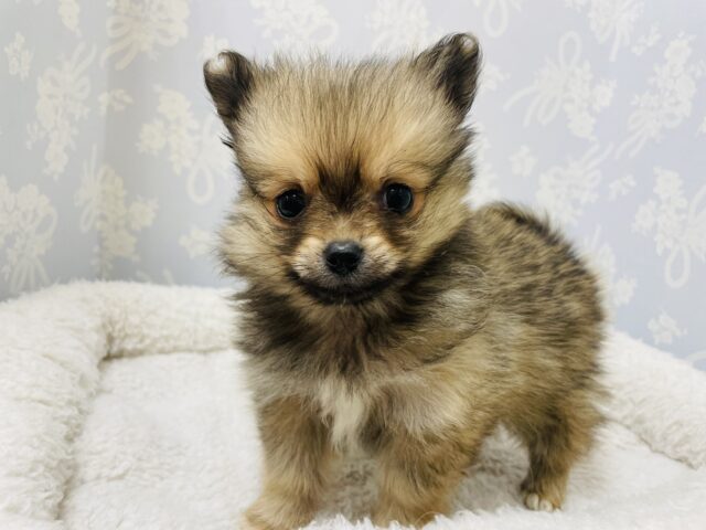 ポメチー（ポメチワ）