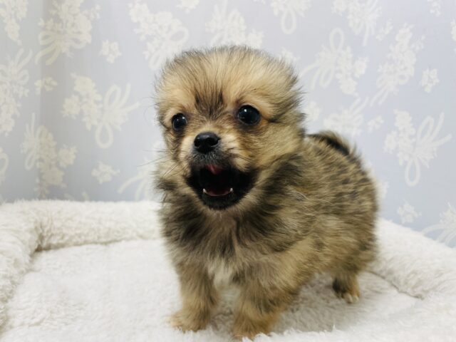 ポメチー（ポメチワ）