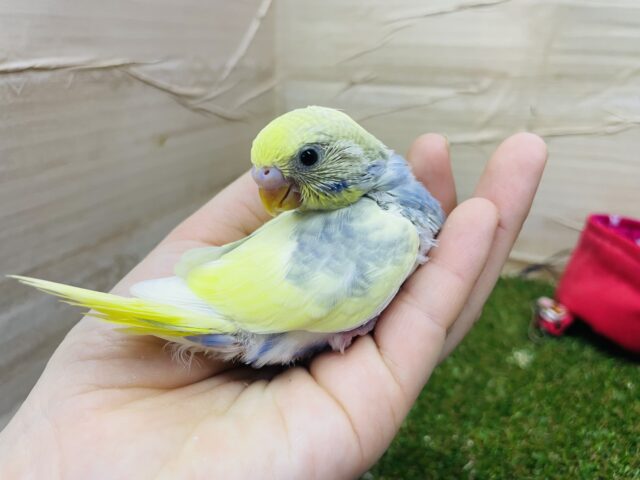 セキセイインコ